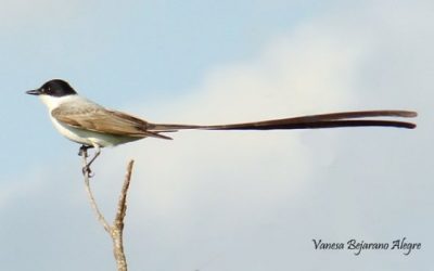 The dangerous journey of the Fork-tailed flycatchers (Tyrannus savana) for their survival