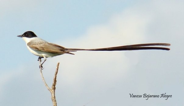 The dangerous journey of the Fork-tailed flycatchers (Tyrannus savana) for their survival