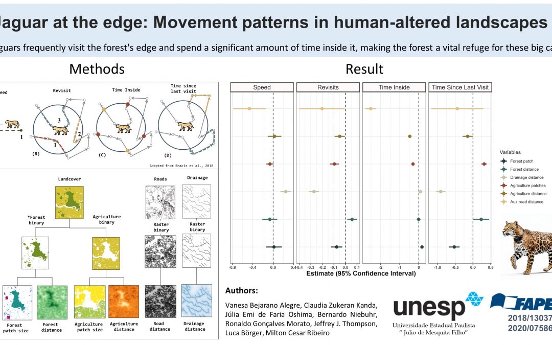Navigating the edge: Insights into jaguar movement in fragmented landscapes
