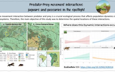 Hunting grounds: Understanding jaguar and peccary interactions in the Pantanal